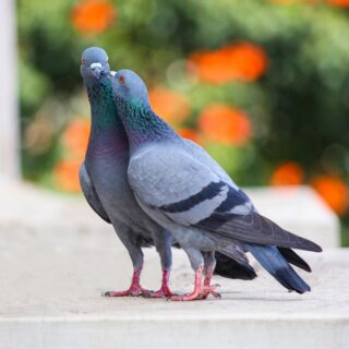 photo of two pigeons