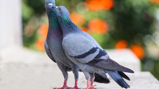 photo of two pigeons