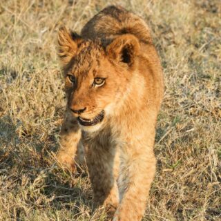 lion cub in savannah