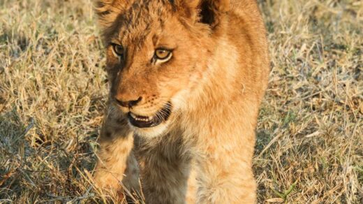 lion cub in savannah