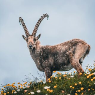 brown ram