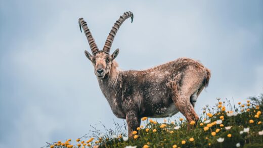 brown ram
