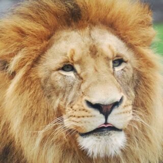 majestic lion portrait with intense gaze