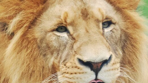 majestic lion portrait with intense gaze